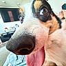 black_white_brown, camera, close_up, dog, eyes, funny, fur, human, indoors, living_room, nose, pet, playful, portrait, selfie, short_hair, smartphone, tongue, tri_color, wide_angle