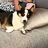 Loki is registered to the contest to win money with this photo: black_white_tan, blanket, carpet, close_up, corgi, couch, dog, ears, eyes, home, indoors, lying_down, person, pet, pillow, portrait, relaxed, resting, snout, tricolor