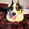 Loki joined the competition — help win amazing prizes! bed, bedding, black_white_brown, blanket, canine, close_up, cozy, dog, ears, eyes, face, happy, home, indoors, nose, pet, playful, portrait, tongue, tri_color