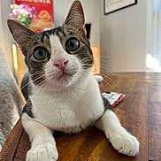 Tootie joined the competition — help win amazing prizes! animal, cat, close_up, curious, cute, domestic_cat, ears, eyes, face, feline, furniture, home, indoor, nose, pet, soft_light, tabby, whiskers, white_paws, wooden_table