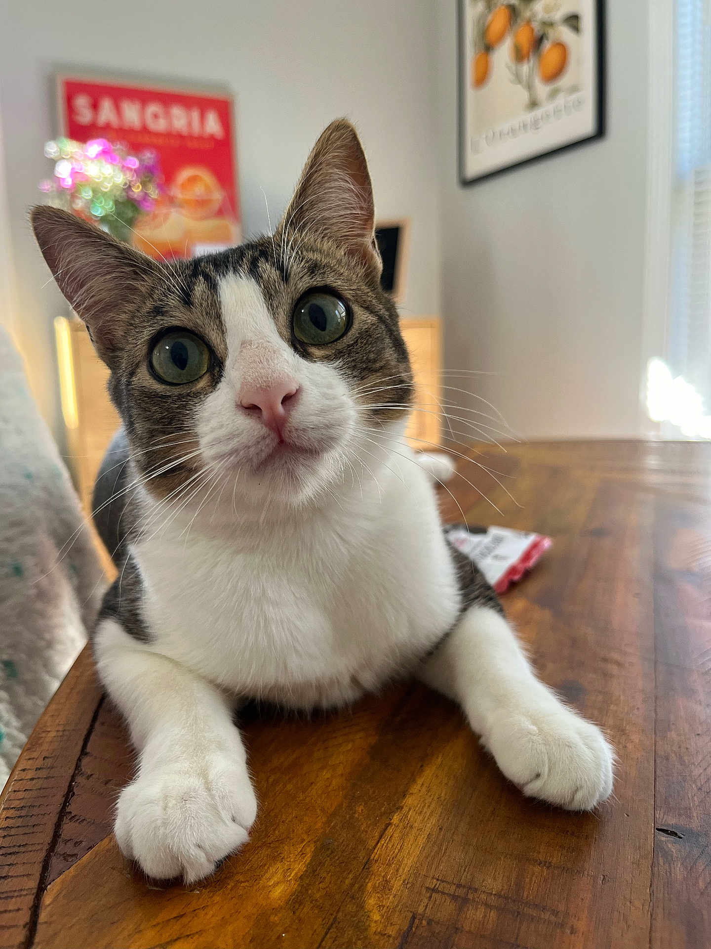 Tootie joined the competition — help win amazing prizes! animal, cat, close_up, curious, cute, domestic_cat, ears, eyes, face, feline, furniture, home, indoor, nose, pet, soft_light, tabby, whiskers, white_paws, wooden_table