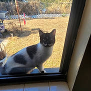 Mr Pringles joined the competition — help win amazing prizes! cat, tuxedo_cat, window, window_screen, sill, backyard, grass, fence, pond, plant_pot, tile, reflection, whiskers, ears, outdoor, sunlight, shadow, pet, sitting, curious