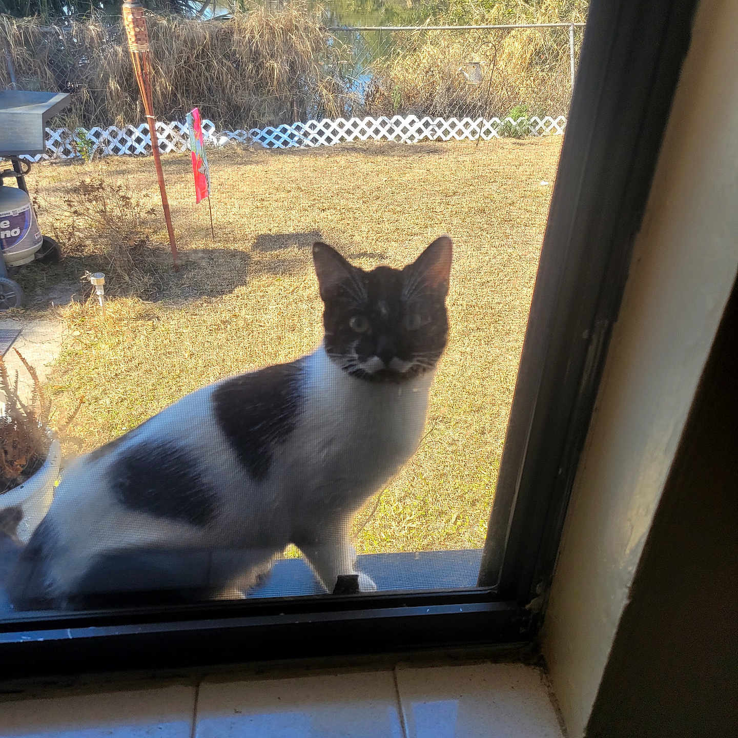 Mr Pringles joined the competition — help win amazing prizes! backyard, cat, curious, ears, fence, grass, outdoor, pet, plant_pot, pond, reflection, shadow, sill, sitting, sunlight, tile, tuxedo_cat, whiskers, window, window_screen