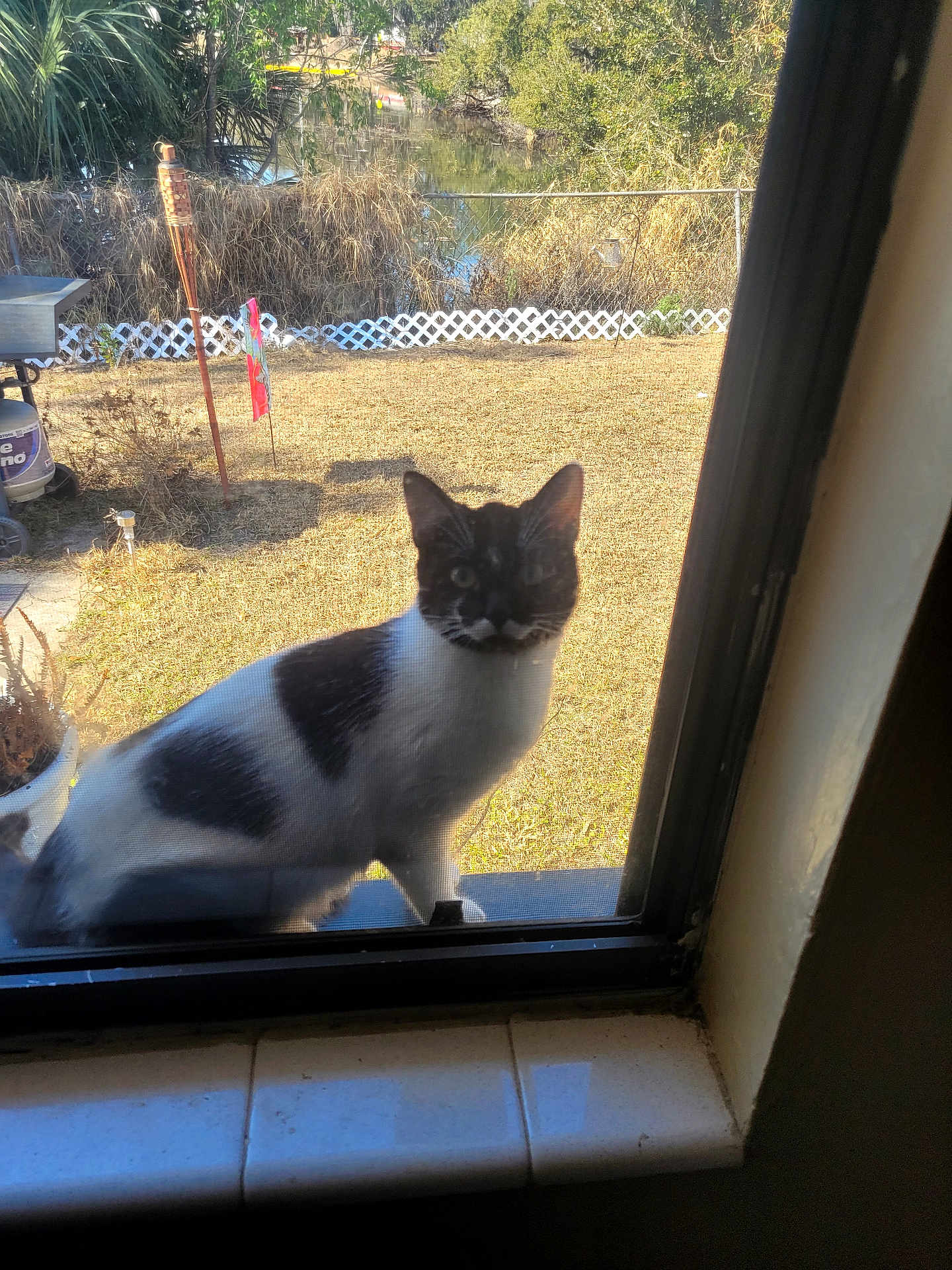 Mr Pringles joined the competition — help win amazing prizes! cat, tuxedo_cat, window, window_screen, sill, backyard, grass, fence, pond, plant_pot, tile, reflection, whiskers, ears, outdoor, sunlight, shadow, pet, sitting, curious