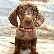 Alphonse a rejoint le concours — aidez-le/la à gagner de superbes lots ! puppy, dog, dachshund, dapple, pet, collar, orange, paw_prints, blanket, cute, fur, ears, sitting, indoor, young, animal, portrait, small_dog, looking_at_camera, cozy