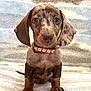 puppy, dog, dachshund, dapple, pet, collar, orange, paw_prints, blanket, cute, fur, ears, sitting, indoor, young, animal, portrait, small_dog, looking_at_camera, cozy