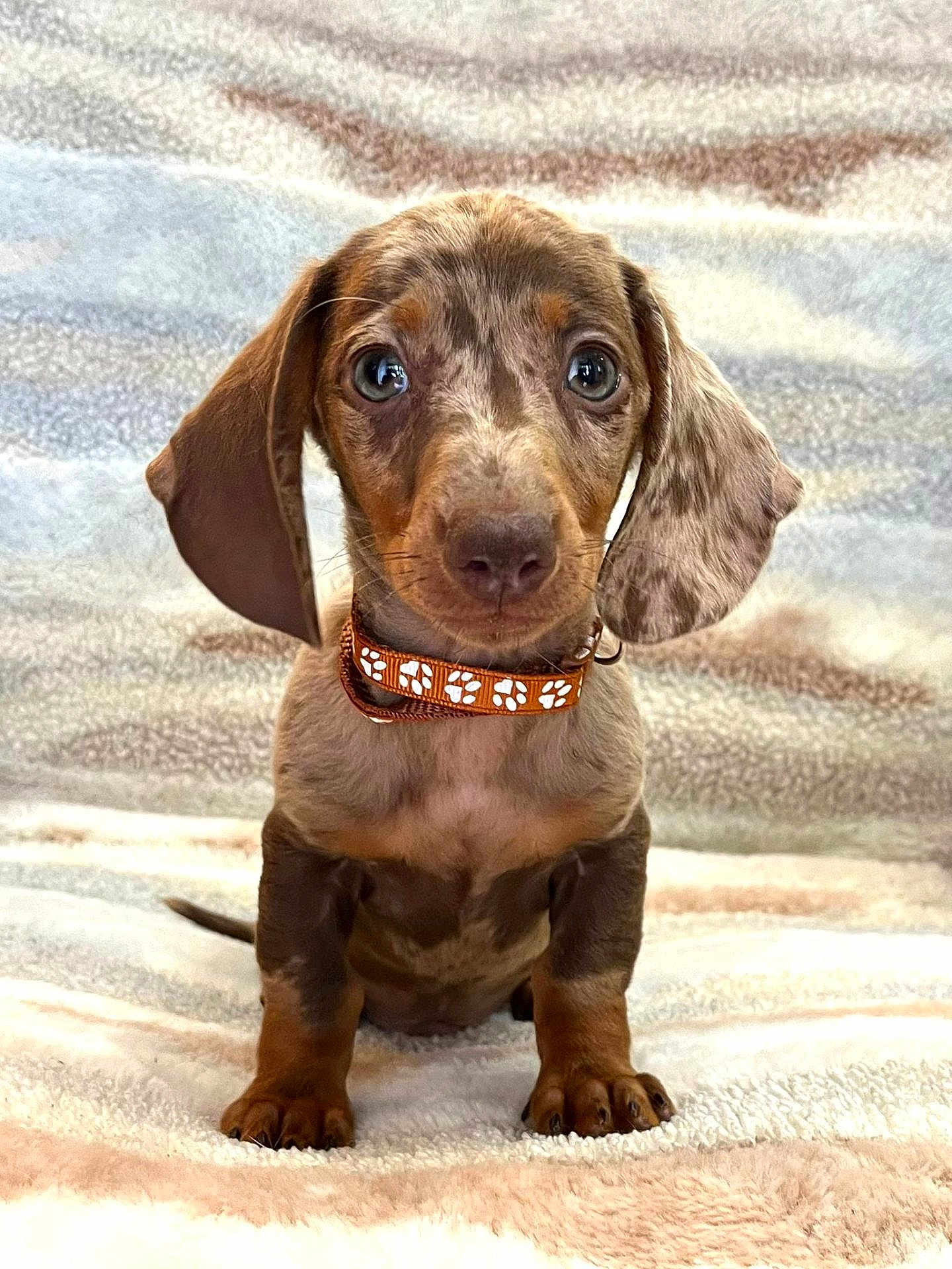 Alphonse a rejoint le concours — aidez-le/la à gagner de superbes lots ! puppy, dog, dachshund, dapple, pet, collar, orange, paw_prints, blanket, cute, fur, ears, sitting, indoor, young, animal, portrait, small_dog, looking_at_camera, cozy