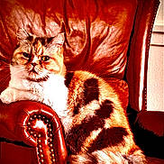 Miko is registered to the contest to win money with this photo: cat, calico, leather_chair, armchair, indoor, pet, feline, fur, relaxed, resting, warm_colors, cozy, home, animal, whiskers, paw, sitting, comfortable, furniture, domestic