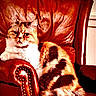 animal, armchair, calico, cat, comfortable, cozy, domestic, feline, fur, furniture, home, indoor, leather_chair, paw, pet, relaxed, resting, sitting, warm_colors, whiskers