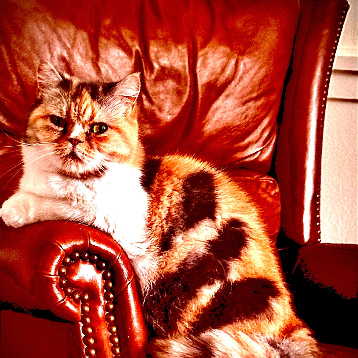 Miko