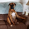 dog, brown_dog, couch, furniture, indoor, pet, canine, living_room, tissue_box, lamp, blanket, seated, looking_at_camera, white_chest_patch, household, comfortable, relaxed, domestic, animal, portrait