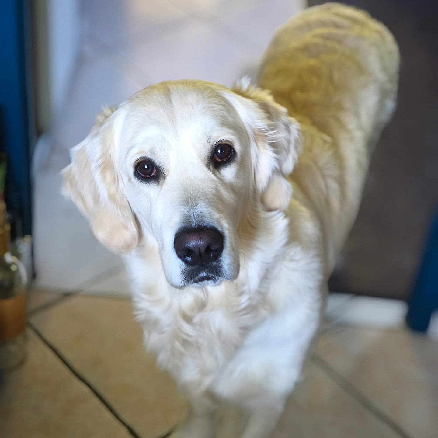 Athéna a rejoint le concours — aidez-le/la à gagner de superbes lots ! animal, ball, canine, cockerspaniel, dog, eskimodog, goldenretriever, hound, labradorretriever, pet, poodle, puppy, snout, sport, tennis, tennisball, tile, whitedog