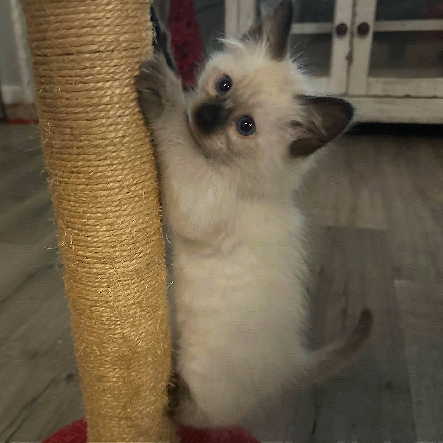 Coco joined the competition — help win amazing prizes! carnivore, cat, claw, companion_dog, dog_breed, eye, fawn, felidae, fur, paw, small_to_medium_sized_cats, snout, tail, terrestrial_animal, toy_dog, whiskers, working_animal