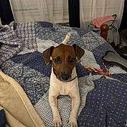 Sofie joined the competition — help win amazing prizes! dog, pet, bed, quilt, blanket, indoor, small_dog, brown_and_white, curtains, tail, collar, furniture, resting, canine, looking, flooring, comfort, home, cozy, animal
