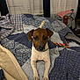 dog, pet, bed, quilt, blanket, indoor, small_dog, brown_and_white, curtains, tail, collar, furniture, resting, canine, looking, flooring, comfort, home, cozy, animal