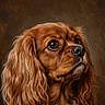 dog, cavalier_king_charles_spaniel, spaniel, pet, portrait, close_up, brown_coat, long_hair, floppy_ears, curly_fur, glossy_nose, large_eyes, animal, canine, illustration, digital_art, painted_style, headshot, brown_background, adorable
