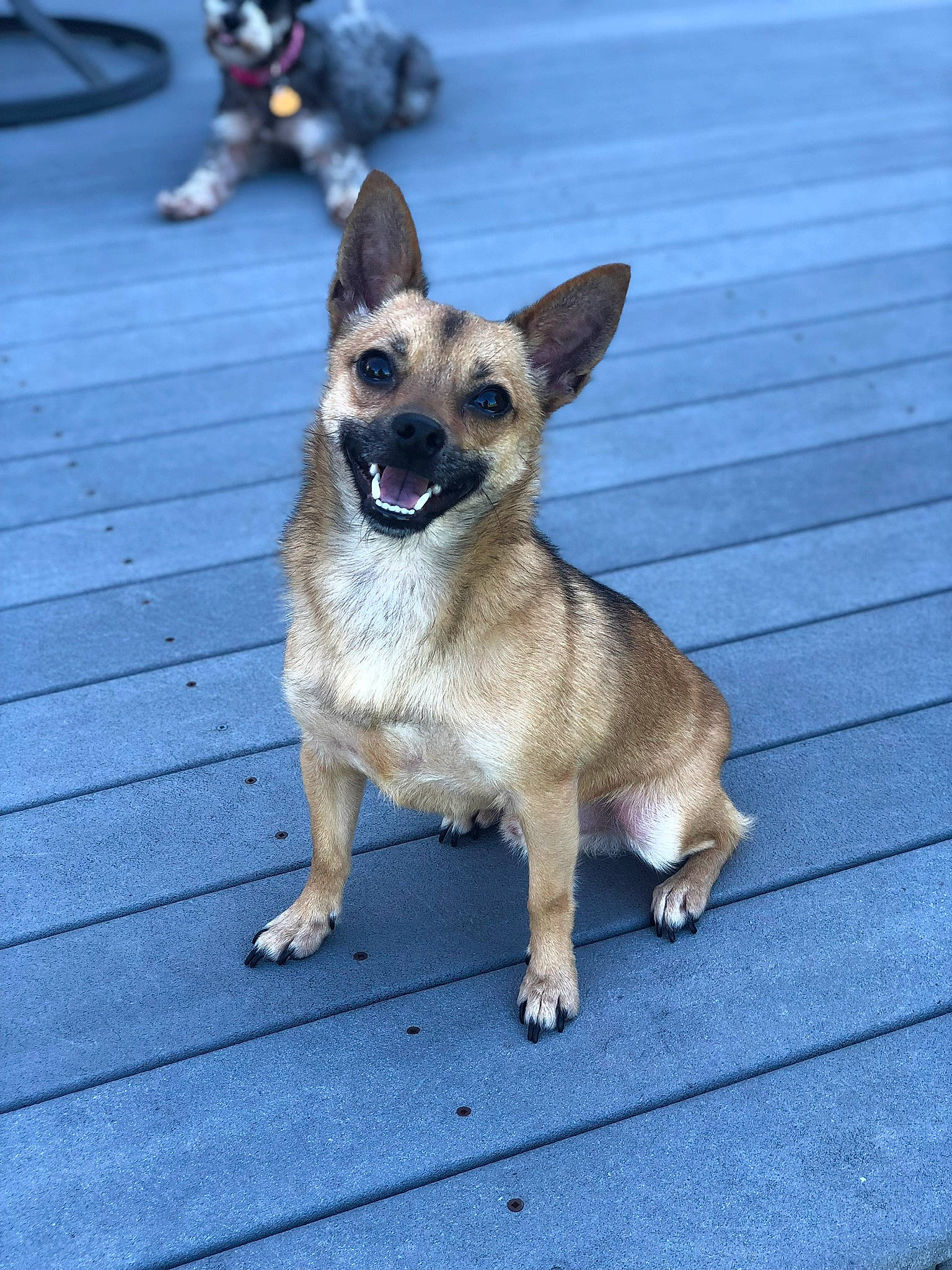 Stitch is registered to the contest to win money with this photo: bicycle_wheel_rim, canidae, carnivore, chihuahua, collar, companion_dog, dog, dog_breed, fawn, flooring, fur, road_surface, snout, tail, terrestrial_animal, tire, wheel, whiskers, wood, working_animal