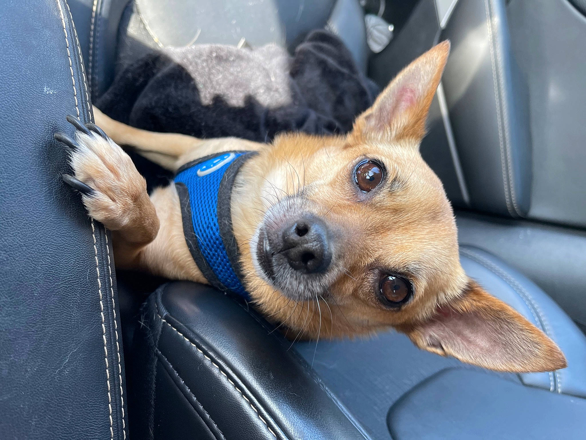 Stitch joined the competition — help win amazing prizes! canidae, car, carnivore, comfort, companion_dog, dog, dog_breed, electric_blue, fawn, fur, gesture, hood, sporting_group, street_fashion, vehicle, vehicle_door, whiskers, window, windshield, working_animal