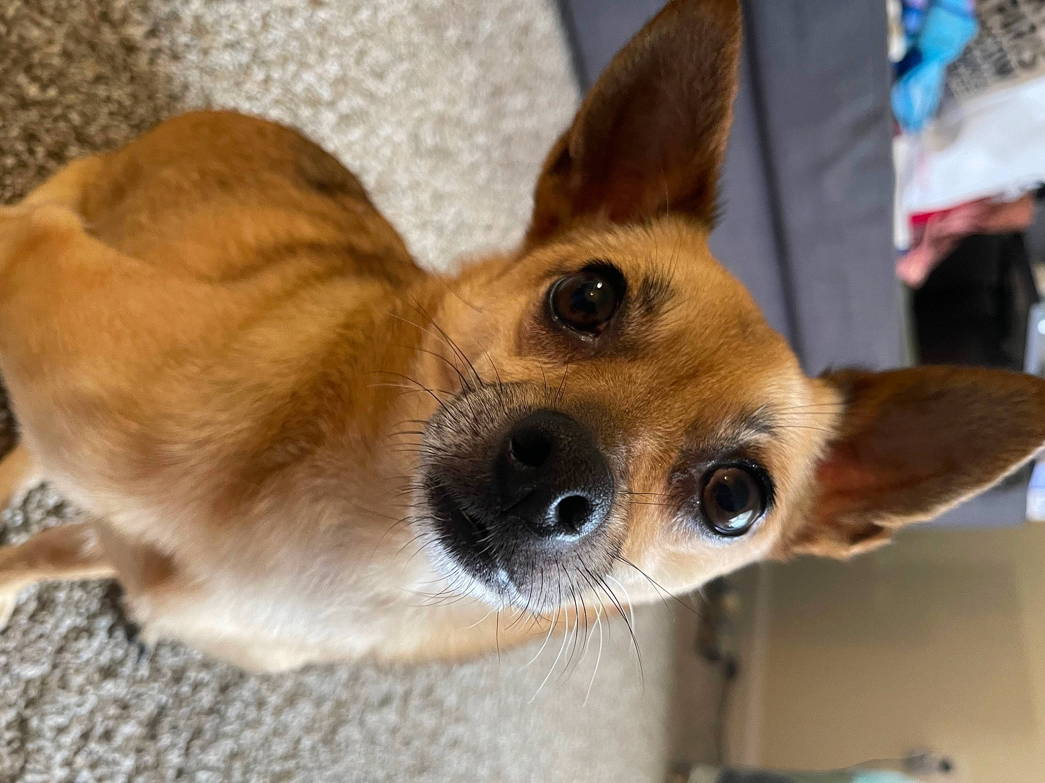 Stitch is registered to the contest to win money with this photo: canidae, carnivore, collar, companion_dog, dingo, dog, dog_breed, dog_collar, ear, fawn, fur, paw, snout, sporting_group, street_dog, terrestrial_animal, whiskers, wildlife, working_animal, working_dog