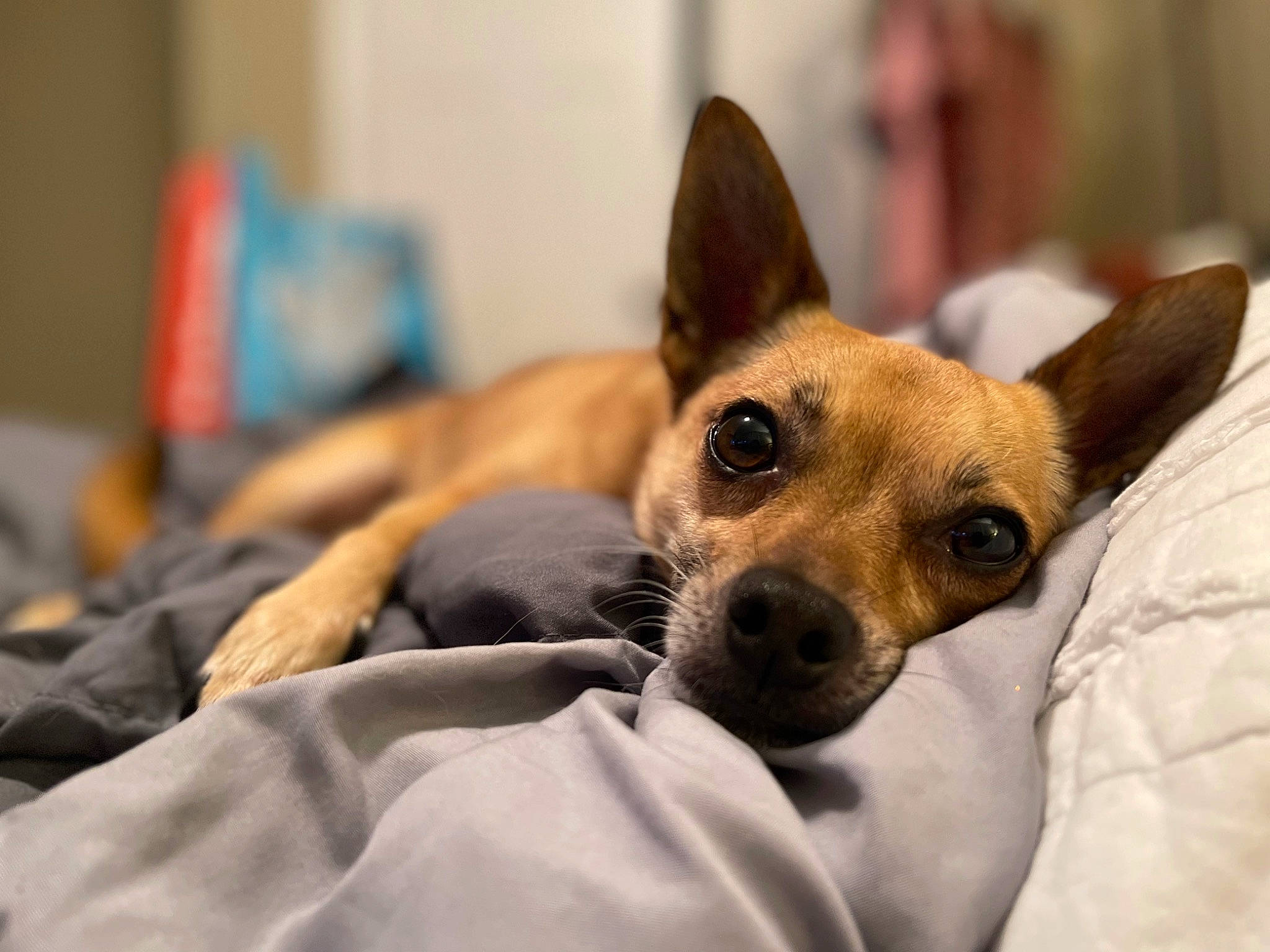 Stitch is registered to the contest to win money with this photo: bed, canidae, carnivore, comfort, companion_dog, dog, dog_bed, dog_breed, dog_supply, ear, fawn, fur, paw, snout, sporting_group, street_dog, terrestrial_animal, toy_dog, whiskers, working_animal