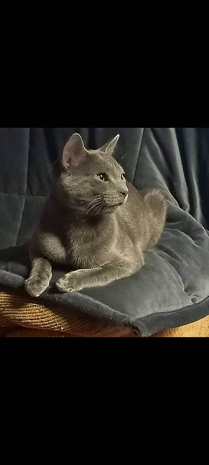 Winston is registered to the contest to win money with this photo: carnivore, cat, cat_supply, claw, comfort, domestic_short_haired_cat, fawn, felidae, fur, grey, paw, russian_blue, sitting, small_to_medium_sized_cats, snout, still_life_photography, tail, terrestrial_animal, whiskers, window