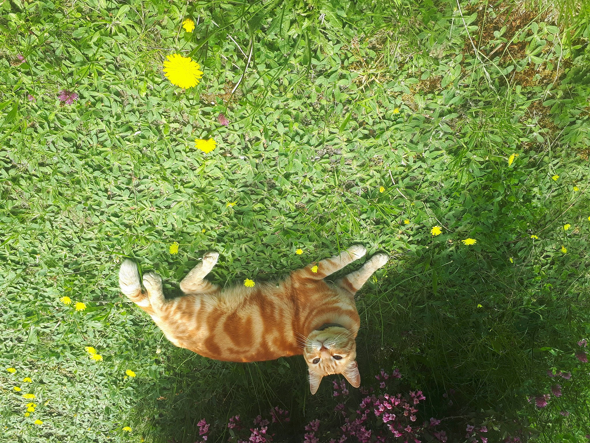 Cécé a rejoint le concours — aidez-le/la à gagner de superbes lots ! canidae, carnivore, cat, european_shorthair, fawn, felidae, grass, green, leaf, meadow, organism, plant, small_to_medium_sized_cats, tabby_cat, tail, wildlife, yellow