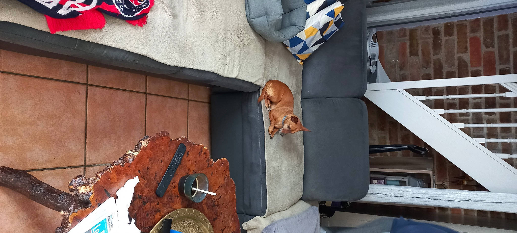 Missy a rejoint le concours — aidez-le/la à gagner de superbes lots ! art, brick, brickwork, building, carmine, carnivore, dog, facade, flag, flag_of_the_united_states, human_leg, logo, personal_protective_equipment, photograph, photography, roof, room, snapshot, white, wood