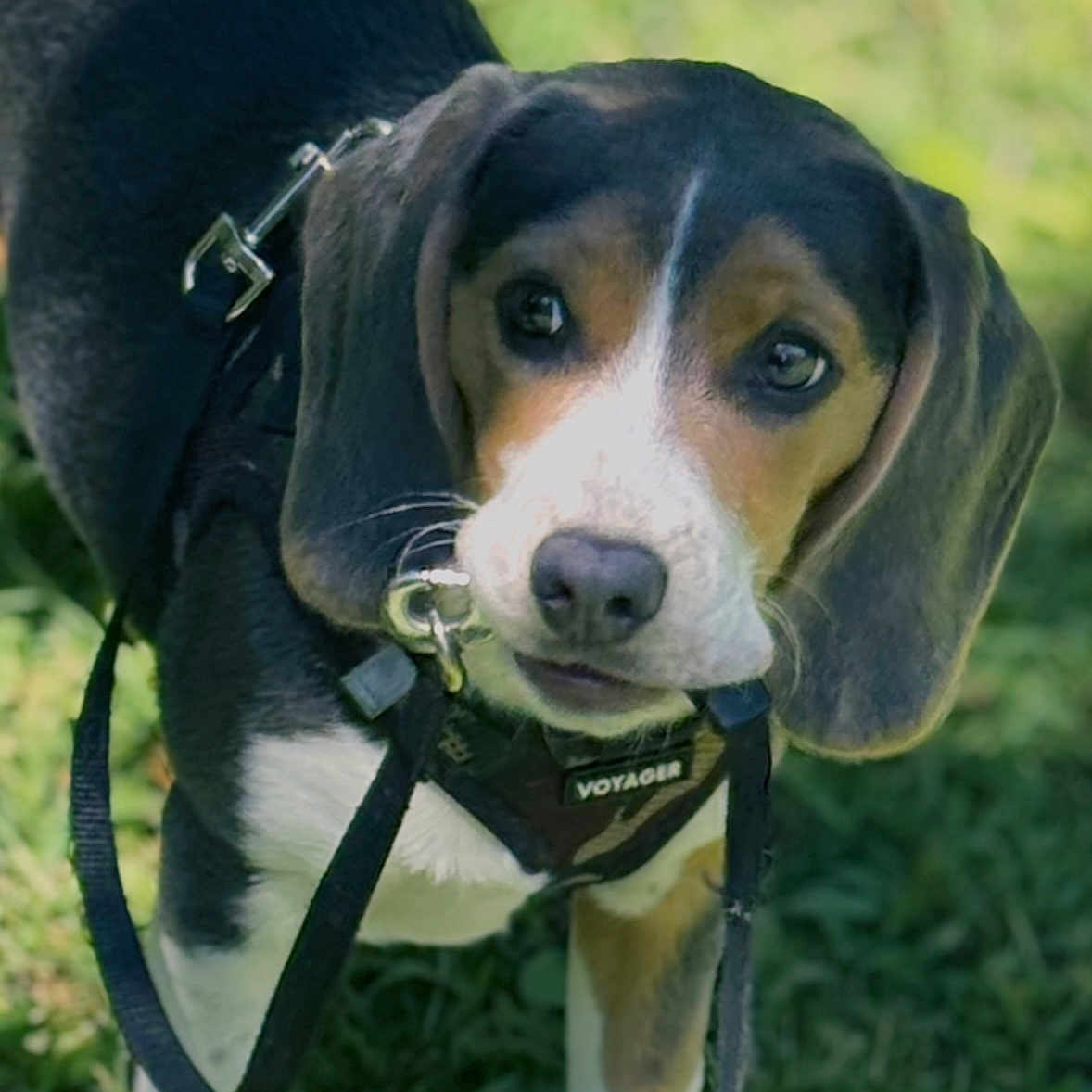 Molly is registered to the contest to win money with this photo: animal, beagle, black, brown, cute, dog, ears, eyes, grass, harness, leash, nature, nose, outdoor, pet, puppy, snout, walking, white, young