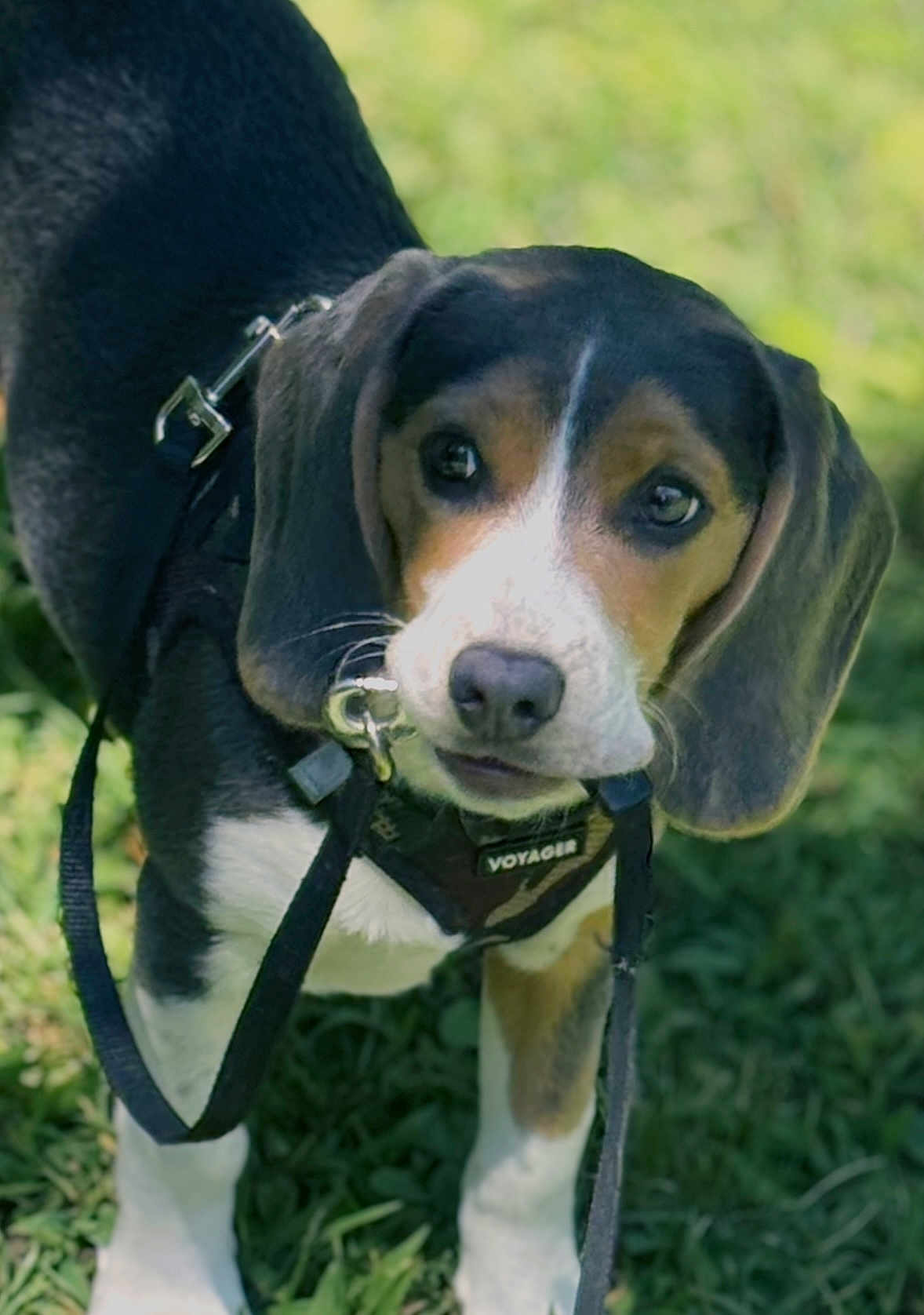Molly is registered to the contest to win money with this photo: dog, puppy, beagle, grass, leash, harness, outdoor, pet, animal, cute, brown, white, black, ears, snout, nose, eyes, young, walking, nature