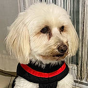 Trudie a rejoint le concours — aidez-le/la à gagner de superbes lots ! animal, black_jacket, canine, close_up, companion, cute, dog, domestic, floor, fluffy, furry, indoor, looking_away, pet, portrait, red_collar, tile_floor, vertical_blinds, white_dog, window