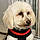 Trudie
