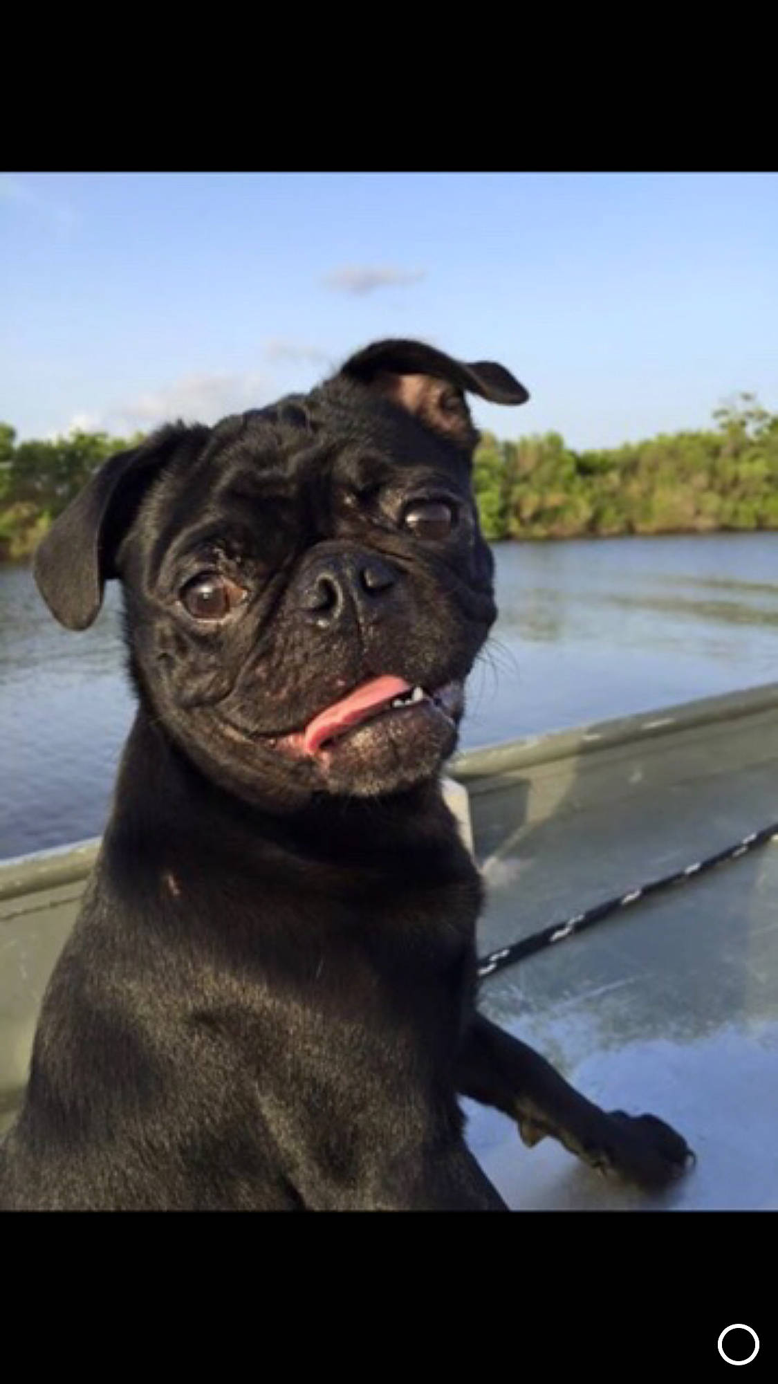 Shadow joined the competition — help win amazing prizes! canidae, carnivore, collar, companion_dog, dog, dog_breed, dog_collar, fawn, lake, liver, pug, sky, snout, sporting_group, toy_dog, tree, water, whiskers, working_animal, wrinkle