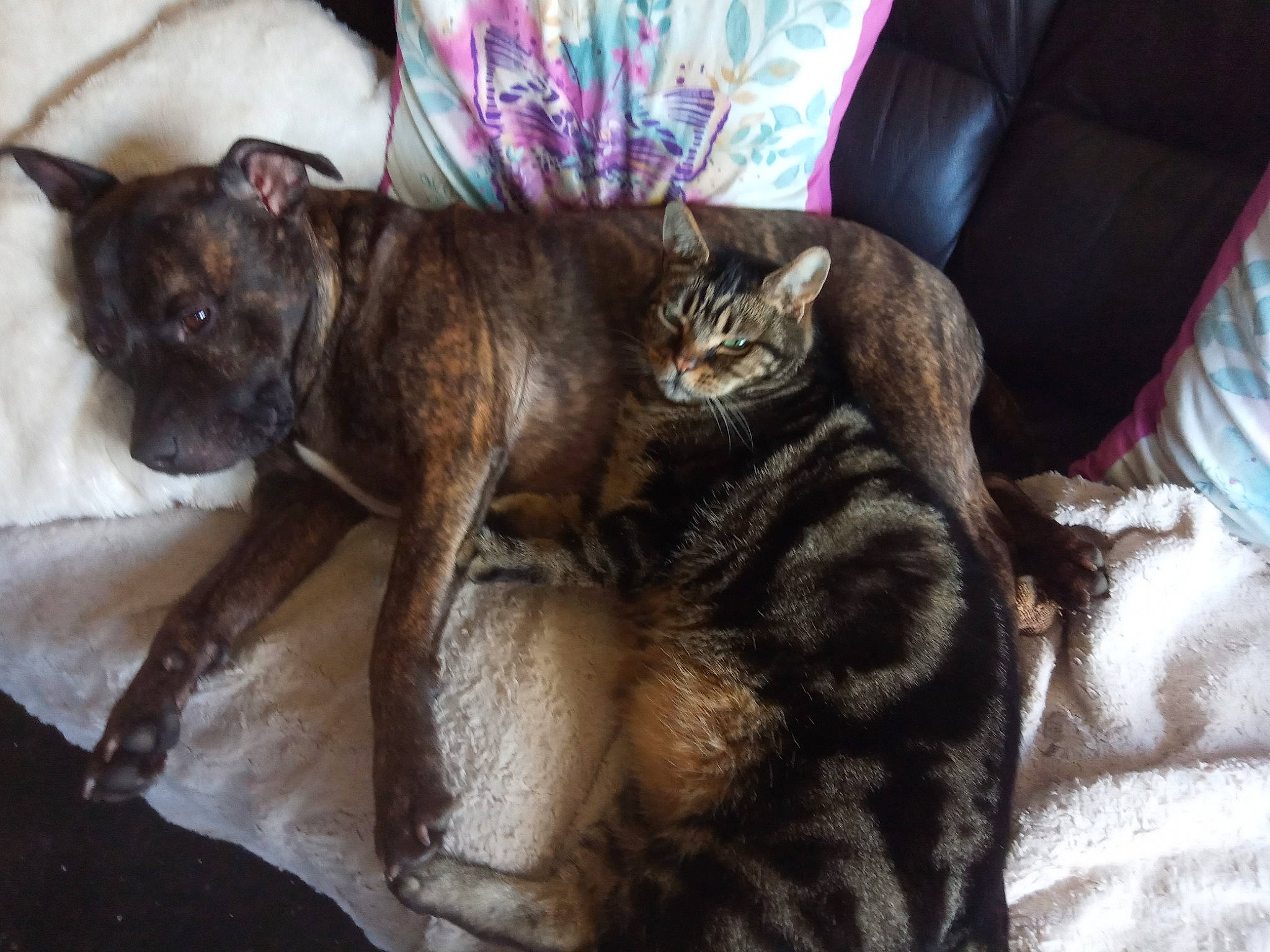 Boss is registered to the contest to win money with this photo: asian, canidae, carnivore, cat, dog_breed, fawn, felidae, german_rex, kitten, mammal, nap, small_to_medium_sized_cats, whiskers