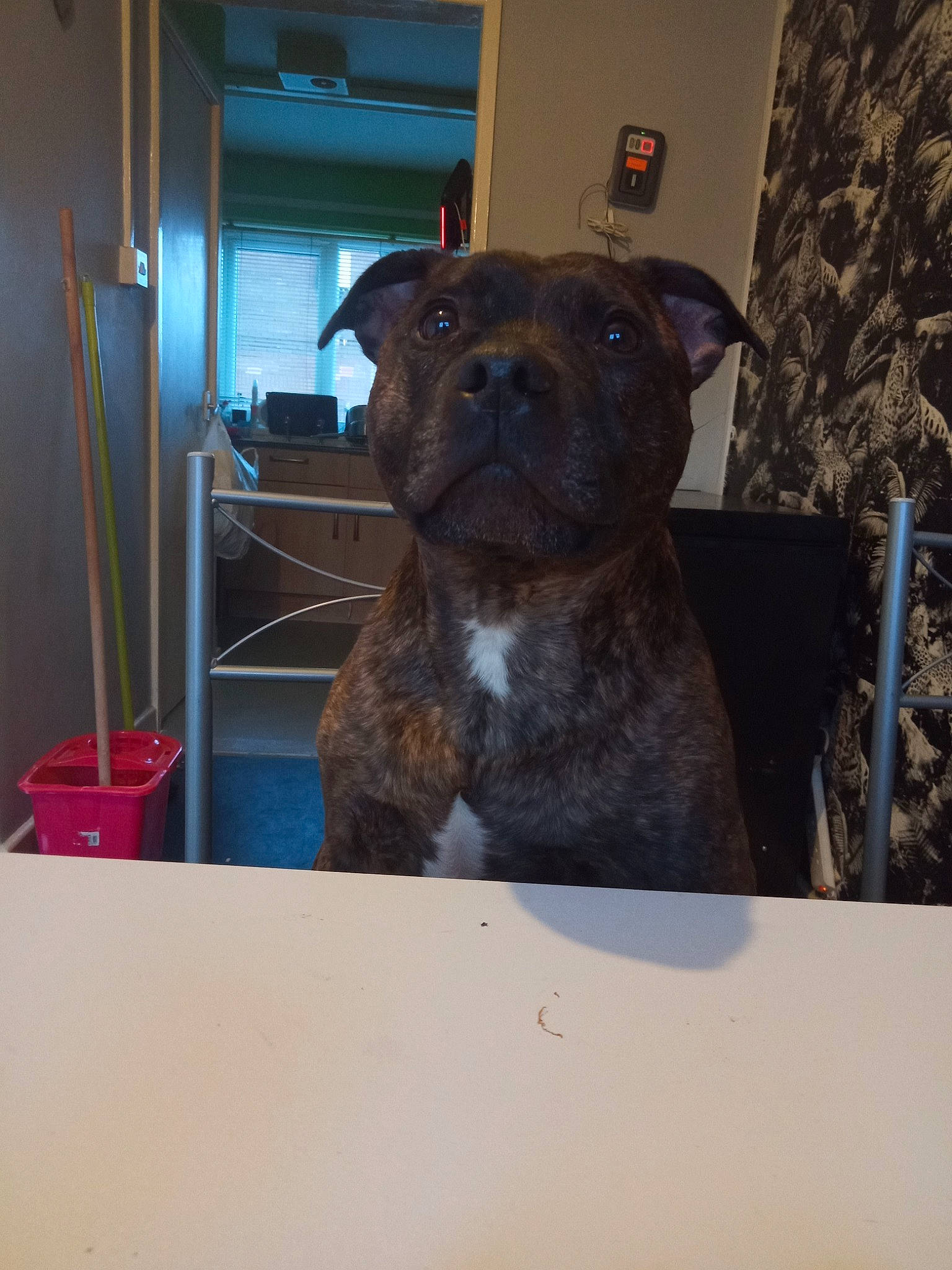 Boss is registered to the contest to win money with this photo: alaunt, american_bulldog, american_pit_bull_terrier, american_staffordshire_terrier, canidae, carnivore, companion_dog, dog, dog_breed, fawn, mammal, molosser, non_sporting_group, perro_de_presa_canario, pit_bull, snout, staffordshire_bull_terrier, vertebrate