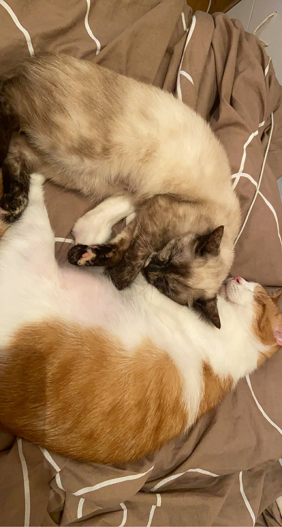 Rouky a rejoint le concours — aidez-le/la à gagner de superbes lots ! balinese, canidae, carnivore, cat, claw, comfort, companion_dog, dog_breed, fawn, felidae, fur, musical_instrument, nap, siamese, small_to_medium_sized_cats, snout, tail, thai, tonkinese, whiskers