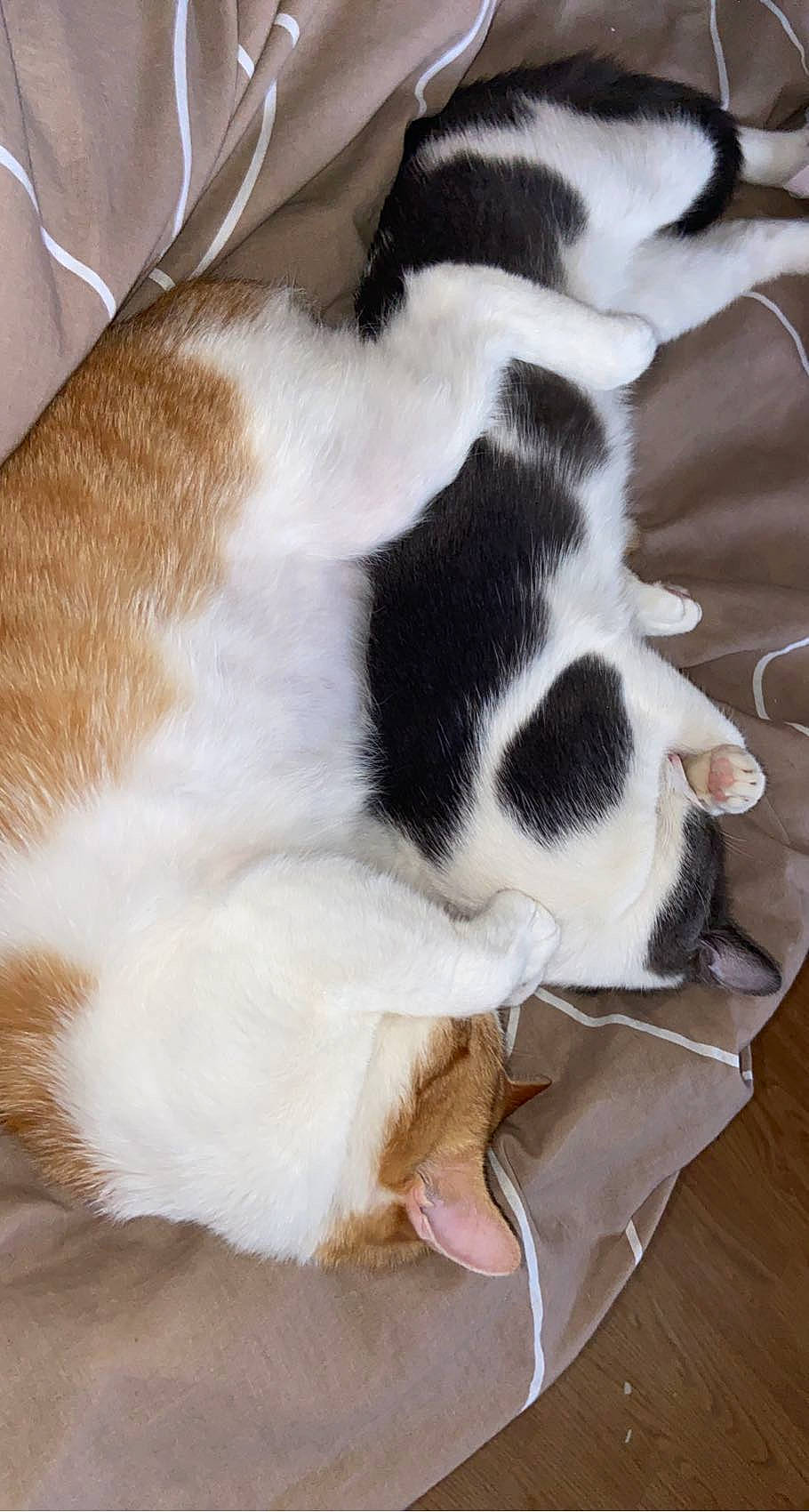 Sauvage a rejoint le concours — aidez-le/la à gagner de superbes lots ! canidae, carnivore, cat, comfort, companion_dog, dog_breed, domestic_short_haired_cat, fawn, felidae, fur, hardwood, nap, paw, small_to_medium_sized_cats, snout, sporting_group, tail, terrestrial_animal, whiskers, wood