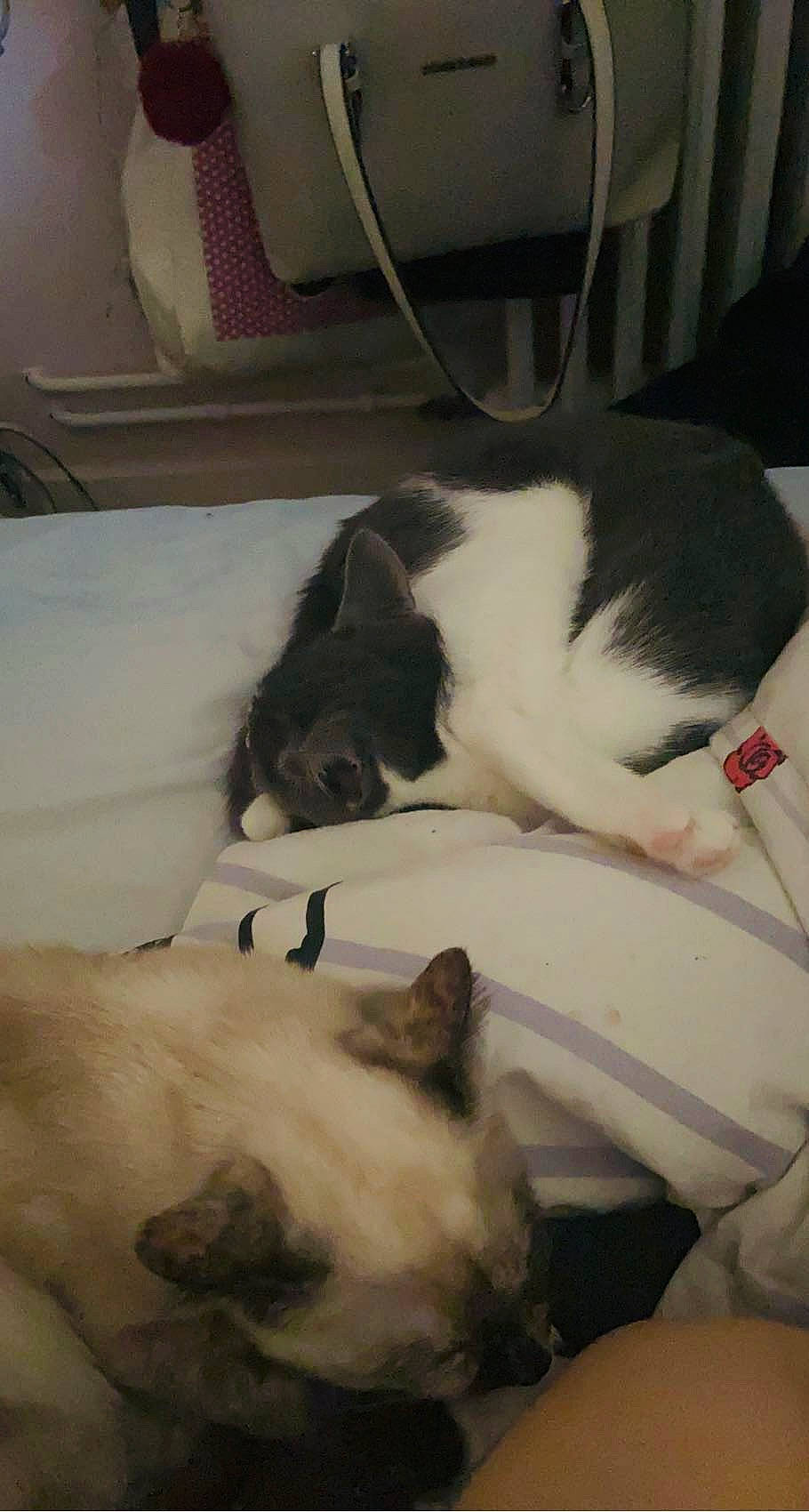 Sauvage participe au concours pour gagner de l'argent avec cette photo : carnivore, cat, cloud, comfort, companion_dog, dog_breed, domestic_short_haired_cat, felidae, fur, linens, nap, paw, siamese, small_to_medium_sized_cats, snout, sporting_group, tail, thai, whiskers, white