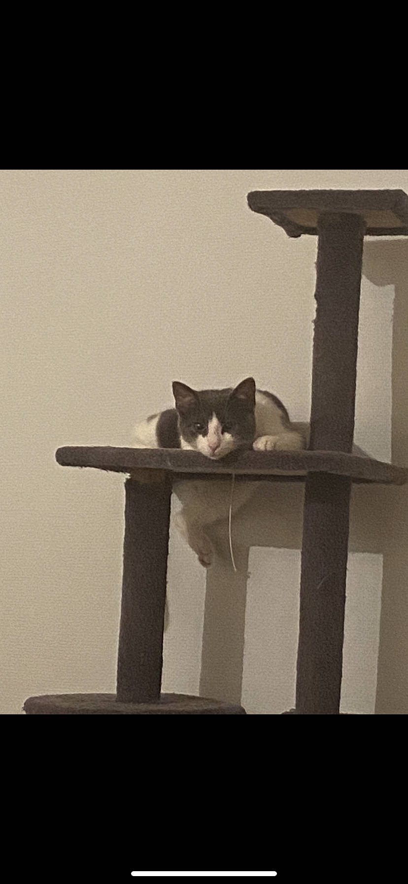 Sauvage participe au concours pour gagner de l'argent avec cette photo : carnivore, cat, chair, domestic_short_haired_cat, felidae, font, grey, metal, monochrome, monochrome_photography, pedestal, rectangle, room, small_to_medium_sized_cats, still_life_photography, tail, tints_and_shades, whiskers, window, wood