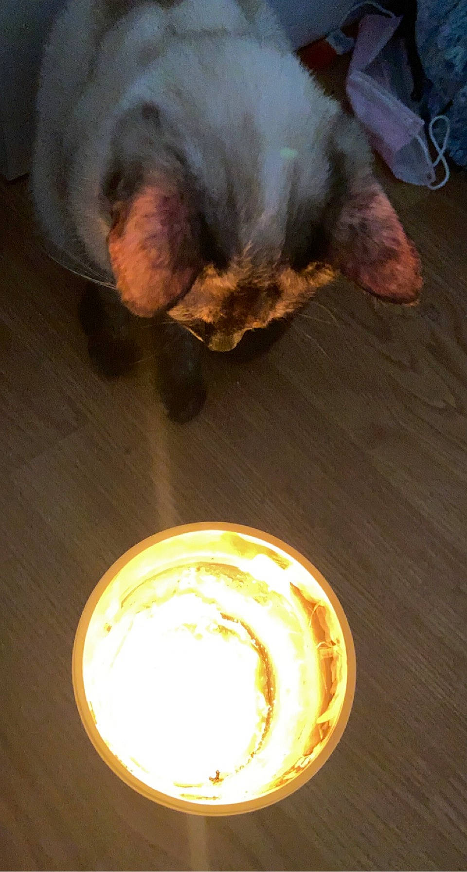 Naya participe au concours pour gagner de l'argent avec cette photo : automotive_lighting, circle, coffee, comfort, companion_dog, dog, felidae, flooring, fur, hardwood, heat, light, light_fixture, small_to_medium_sized_cats, tints_and_shades, varnish, whiskers, wood, wood_flooring, wood_stain