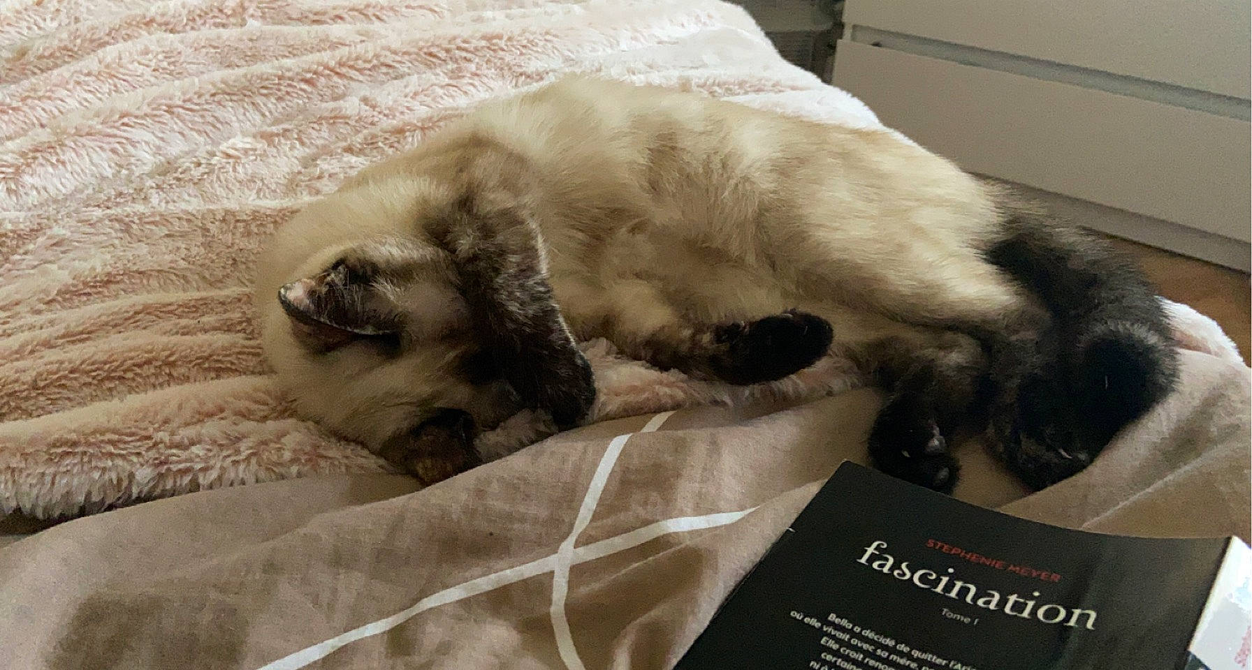 Naya a rejoint le concours — aidez-le/la à gagner de superbes lots ! canidae, carnivore, cat, claw, comfort, companion_dog, dog_breed, fawn, felidae, fur, grey, linens, nap, paw, small_to_medium_sized_cats, snout, sporting_group, tail, terrestrial_animal, whiskers