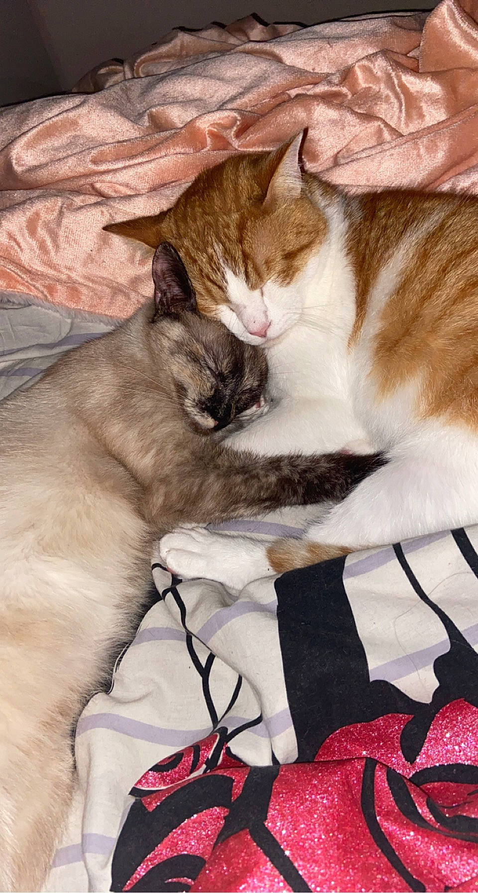 Naya participe au concours pour gagner de l'argent avec cette photo : carnivore, cat, claw, comfort, domestic_short_haired_cat, fawn, felidae, fur, linens, mammal, nap, paw, siamese, small_to_medium_sized_cats, snout, tail, textile, thai, vertebrate, whiskers