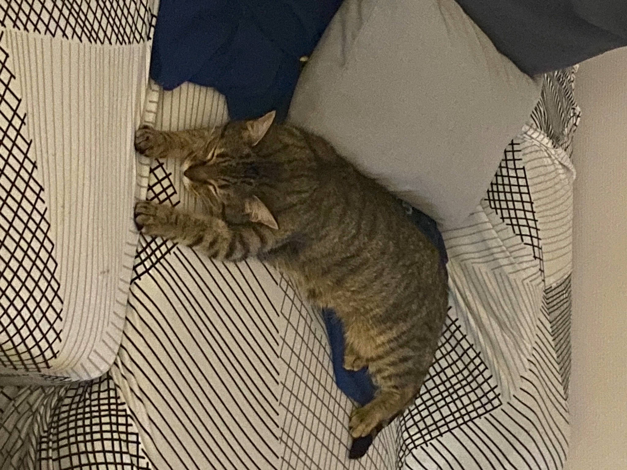 Nouméa participe au concours pour gagner de l'argent avec cette photo : carnivore, cat, claw, comfort, domestic_short_haired_cat, felidae, fur, grey, linens, nap, pattern, paw, room, small_to_medium_sized_cats, snout, tail, terrestrial_animal, tree, whiskers, wood