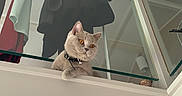 Queen Electra a rejoint le concours — aidez-le/la à gagner de superbes lots ! animal, balcony, cat, closet, clothing, collar, feline, glass, gray_cat, home, indoors, interior, laundry, looking_at_camera, orange_eyes, pet, portrait, reflection, sitting, whiskers