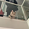 animal, balcony, cat, closet, clothing, collar, feline, glass, gray_cat, home, indoors, interior, laundry, looking_at_camera, orange_eyes, pet, portrait, reflection, sitting, whiskers