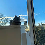 Queen Electra participe au concours pour gagner de l'argent avec cette photo : animal, bell, cabinet, cat, clouds, collar, feline, furniture, gray_cat, home, indoors, natural_light, outdoor_view, pet, portrait, sitting, sky, trees, whiskers, window