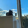 animal, bell, cabinet, cat, clouds, collar, feline, furniture, gray_cat, home, indoors, natural_light, outdoor_view, pet, portrait, sitting, sky, trees, whiskers, window