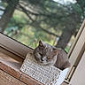 Queen Electra participe au concours pour gagner de l'argent avec cette photo : amber_eyes, animal, basket, cat, closeup, cozy, feline, gray_cat, greenery, indoors, nature, pet, portrait, resting, sitting, trees, window, wood, wooden_surface, woven_basket