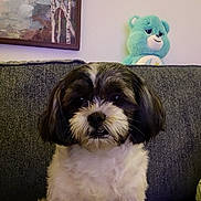 Moomy is registered to the contest to win money with this photo: dog, couch, plush_toy, stuffed_animal, painting, indoor, furniture, pet, fur, small_dog, gray_couch, portrait, cute, animal, living_room, decor, toy, seated, fluffy, companion