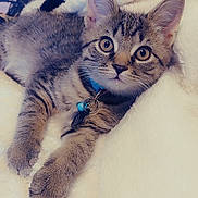 Tigger joined the competition — help win amazing prizes! kitten, cat, tabby, pet, animal, feline, collar, blue_collar, whiskers, ears, eyes, fur, paw, cute, domestic_cat, indoor, resting, blanket, soft, cozy