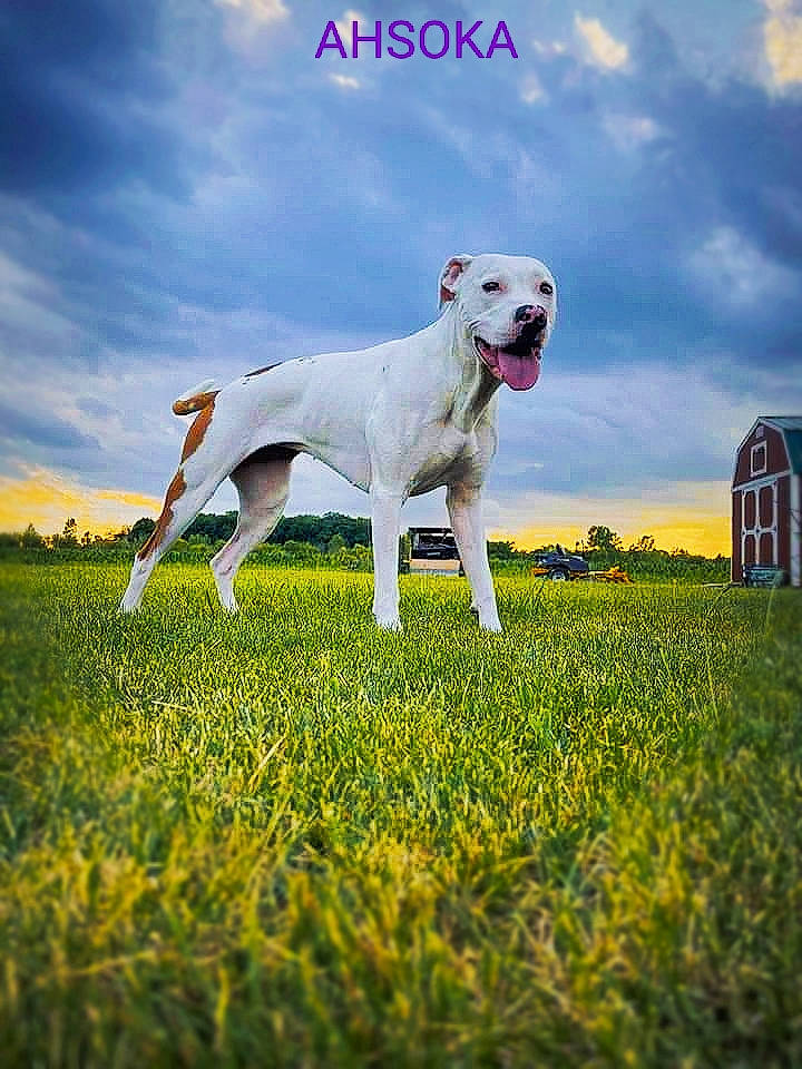Ahsoka joined the competition — help win amazing prizes! carnivore, cloud, collar, companion_dog, dog, dog_breed, field, grass, grassland, happy, lawn, meadow, pasture, people_in_nature, plant, sky, sporting_group, tail, window, working_animal